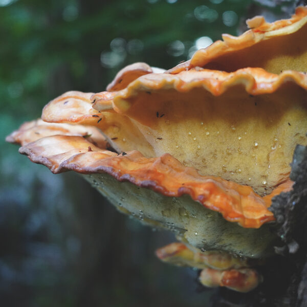 Chicken of the woods