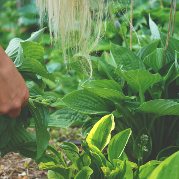 Hosta, Skogsträdgårdens växter/Under eken, Höör