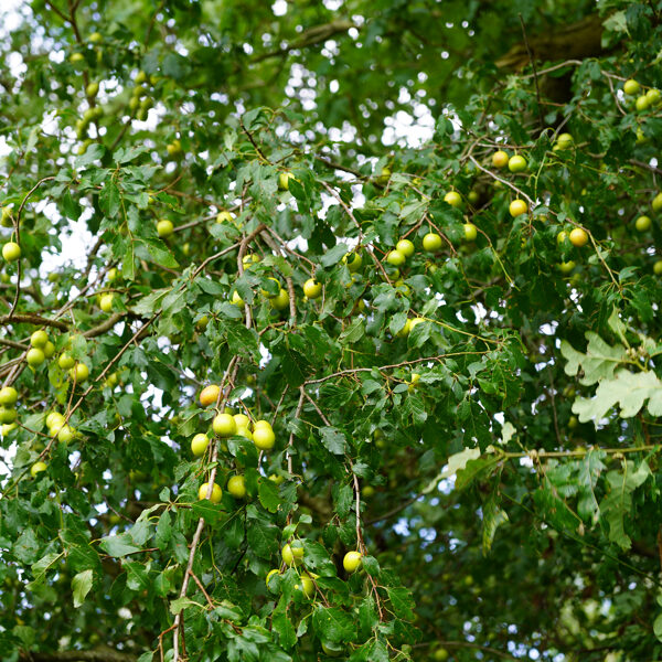 Mirabelle plum (Prunus domestica subsp. syriaca)