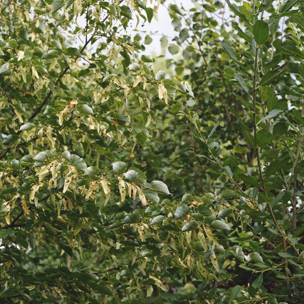 Linden (Tilia cordata)