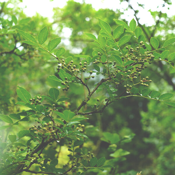 Sichuan pepper