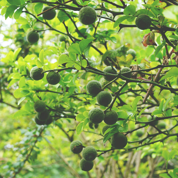 Citrus trifoliata
