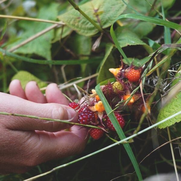 Japanes wineberry (Rubus phoenicolasius)