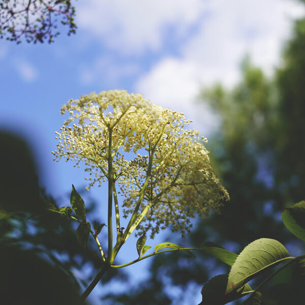 American elderberry (Sambucus canadensis)