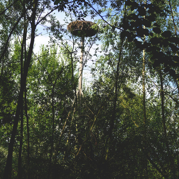 storknest  on the edge of the beaver pond