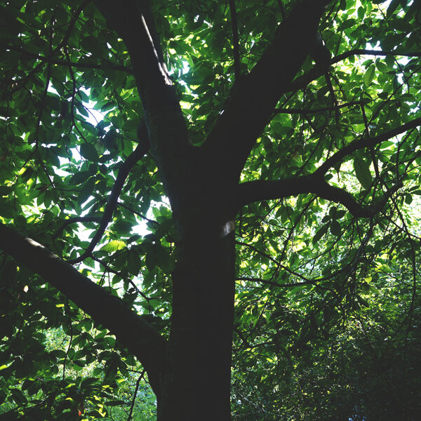 sweet chestnut