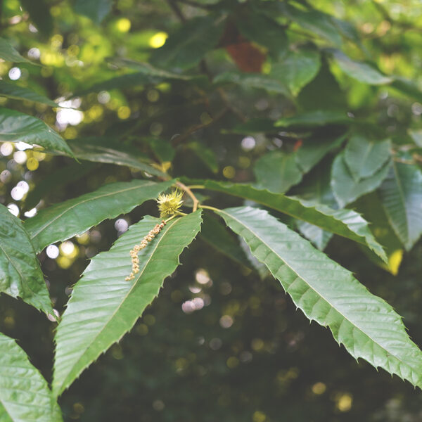 Sweet chestnut