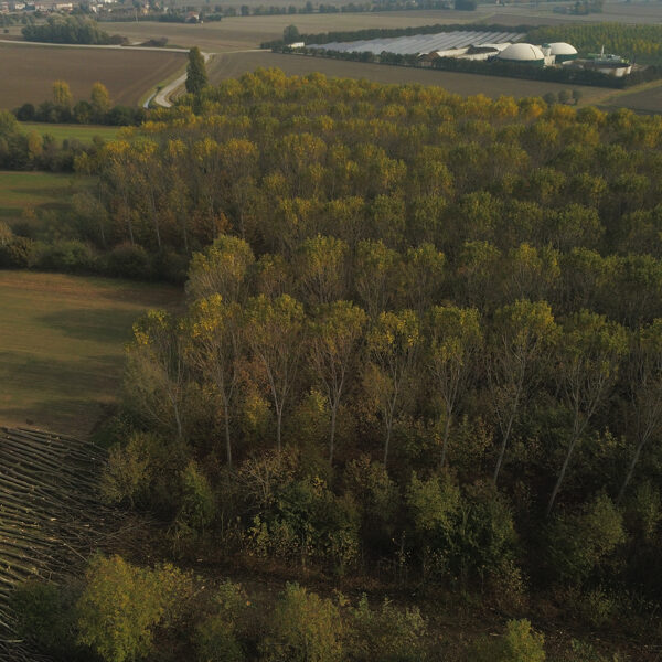Azienda agricola San Bonifacio, Italy. Agroforestry + polycyclic forestry.