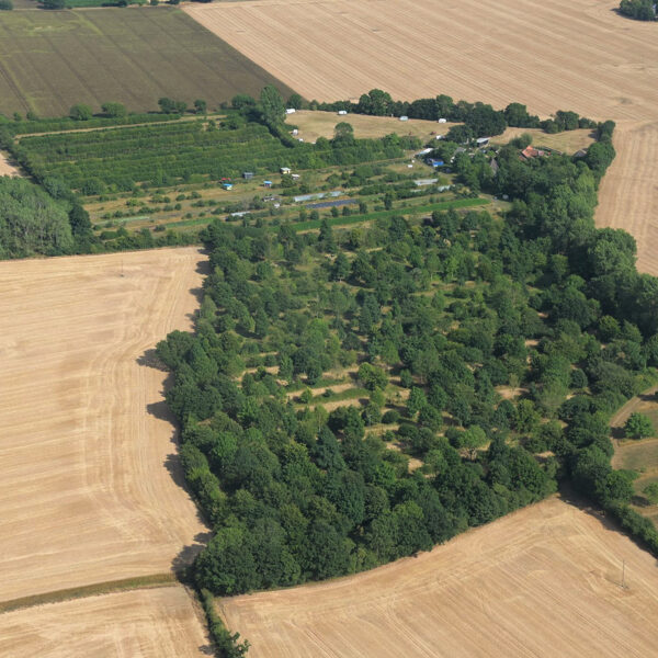 Wakelns Agroforestry, UK. Alleycropping.