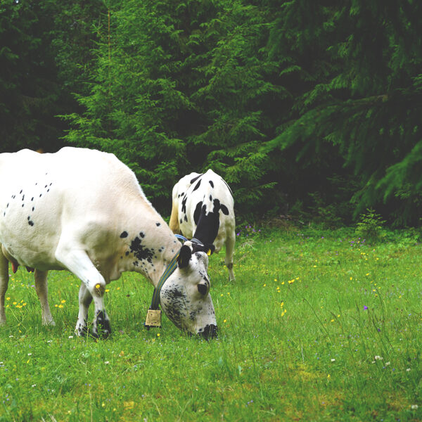 Arvselen summer pasture / fäbobruk / silvopasture, Malung, Sweden
