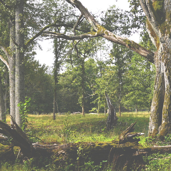 Bekas Nature demonstration farm, Latvia. Silvopasture, restoring oak meadows