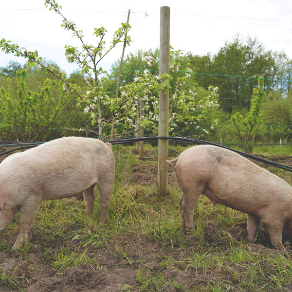 Stora Juleboda farm, Silvopasture in diversified orchard, foraging, Sweden