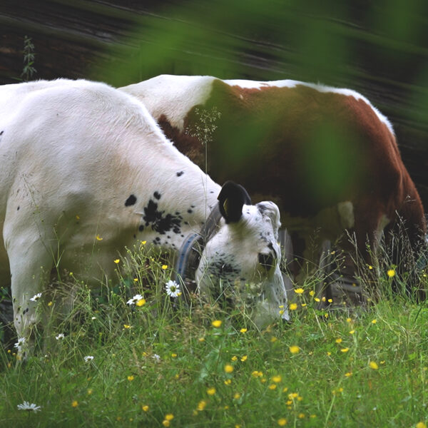 Arvselens summer pasture "fäbod", Malung, Sweden