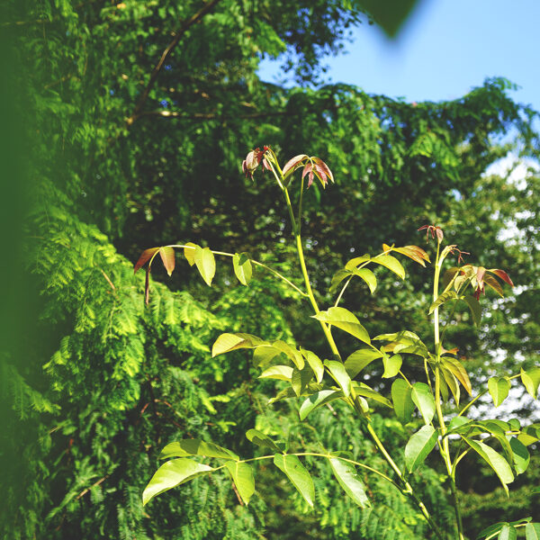 Marc Wester's forestgarden, Laholm; nut crops in diverse system, Sweden