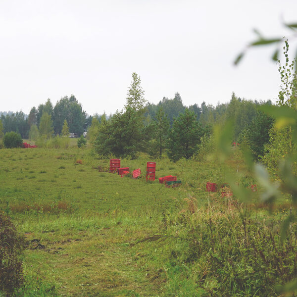 Nature Gift cranberry farm: Alley-cropping, Latvia