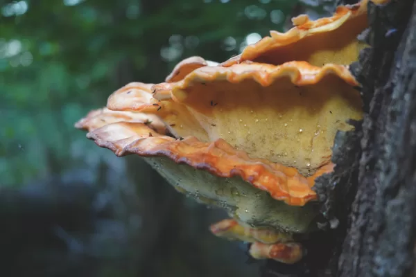 Chicken of the woods