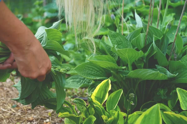Hosta, Skogsträdgårdens växter/Under eken, Höör