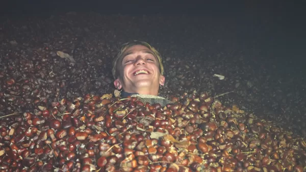 Sweet chestnut harvest, Azienda agricola Le Casine, Florence, Italy