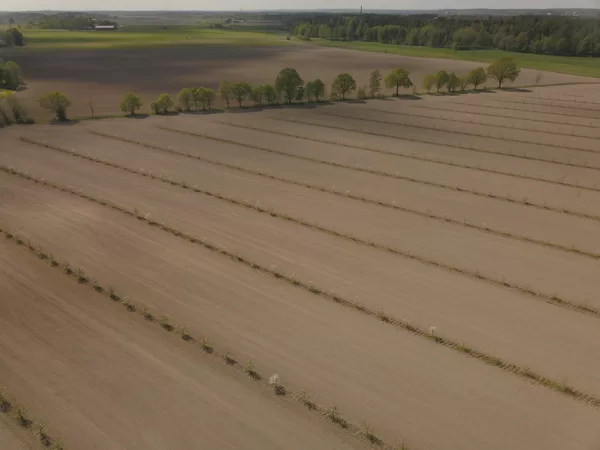 Lundens Farm, alley cropping with apples and grains