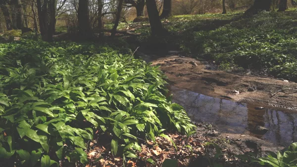 Ramson at Stenshuvud nature reserv, Sweden