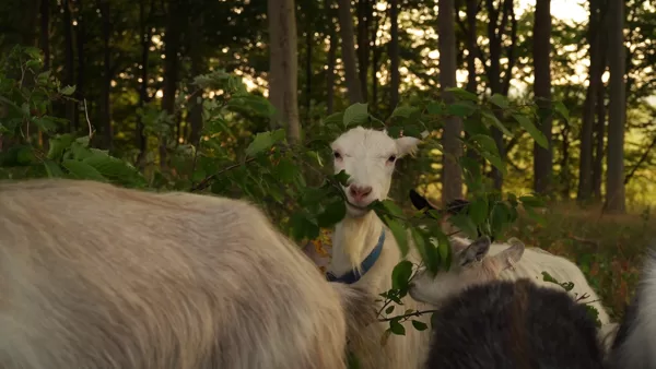 Goats browsing beech forest, southern Sweden