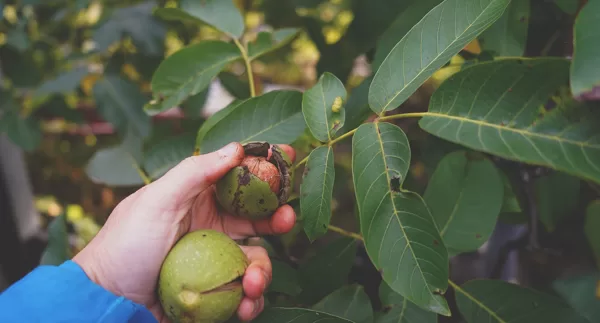 Self seeded (bird seeded) walnut trees, Kivik, Sweden