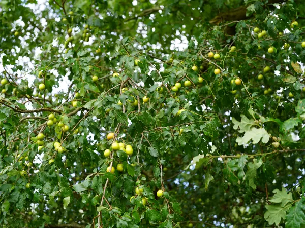 Mirabelle plum (Prunus domestica subsp. syriaca)
