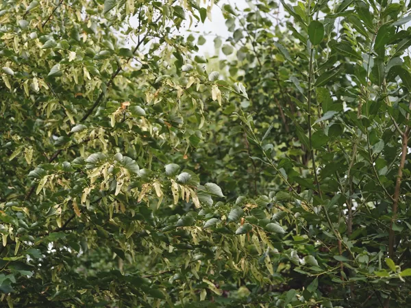 Linden (Tilia cordata)