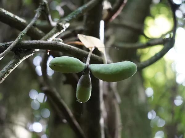 Akebia trifoliata