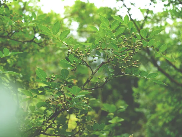 Sichuan pepper