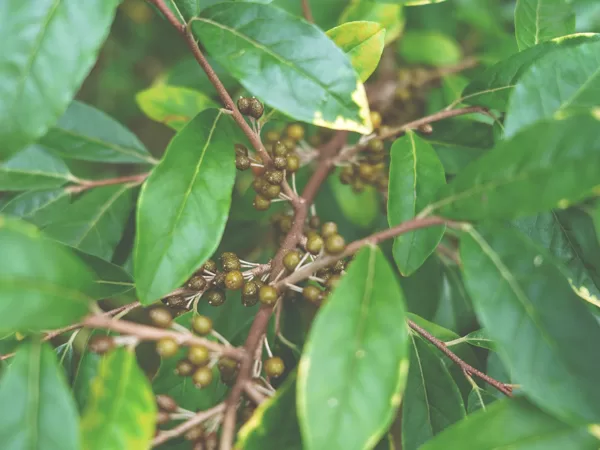Autumn olive / Japanese silverberry (Elaeagnus umbellata)