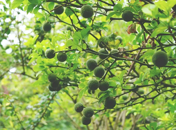 Citrus trifoliata