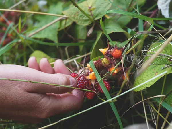 Japanes wineberry (Rubus phoenicolasius)