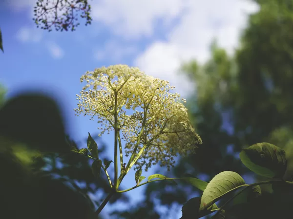 American elderberry (Sambucus canadensis)