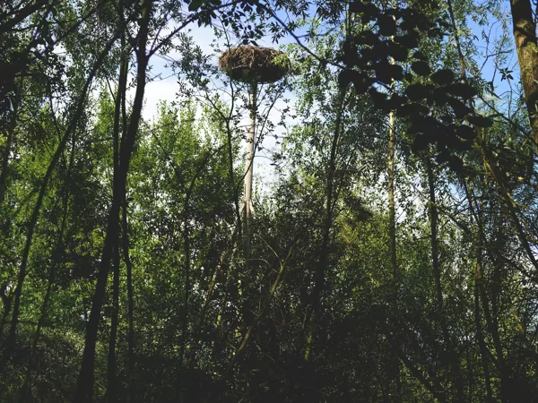storknest  on the edge of the beaver pond