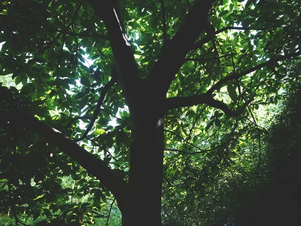 sweet chestnut
