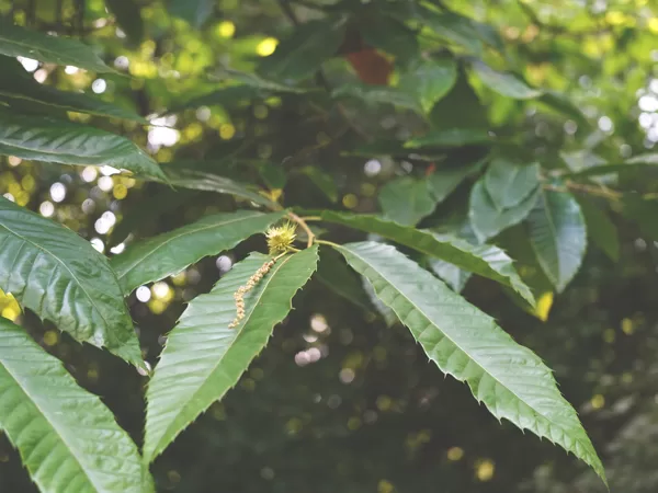 Sweet chestnut