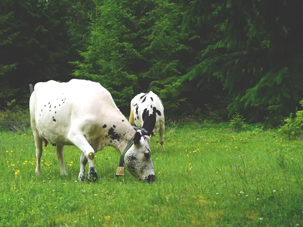 Arvselen summer pasture / fäbobruk / silvopasture, Malung, Sweden