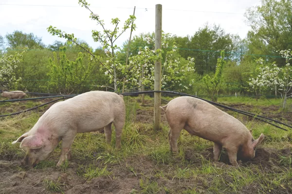 Stora Juleboda farm, Silvopasture in diversified orchard, foraging, Sweden