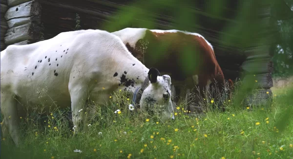 Arvselens summer pasture "fäbod", Malung, Sweden