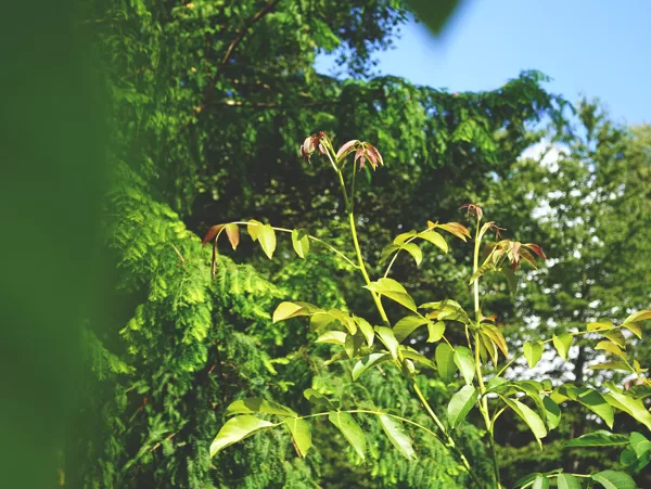 Marc Wester's forestgarden, Laholm; nut crops in diverse system, Sweden