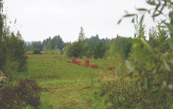 Nature Gift commercial cranberry farm: Alley-cropping, Latvia. 