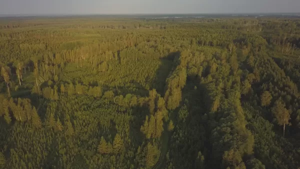 Vadakste Biodiversity Forest, Latvia: nutcrops, timber, sap, honey, hunting