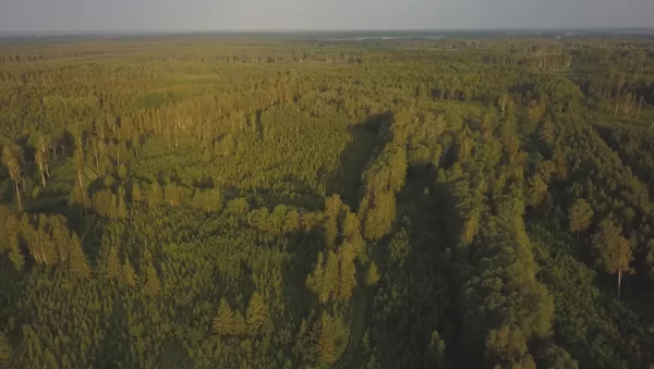 Vadakste Biodiversity Forest: Forest farming, Latvia