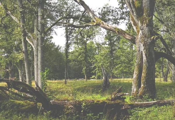 Bekas Nature Demonstration Farm: Silvopasture in  protected oak meadows, Latvia 