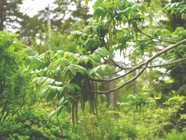Spillersboda achipelago, Anders grewnstedt's food forest, Sweden