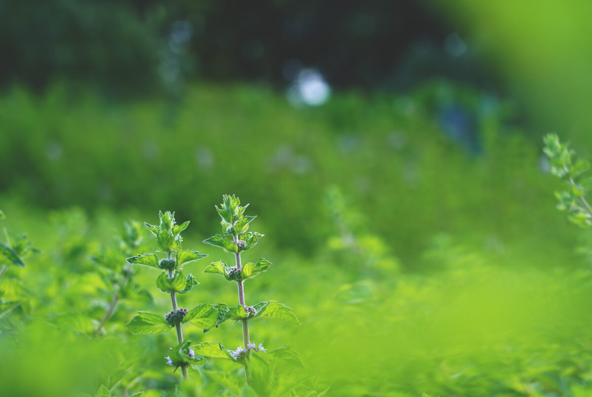 DSC04180_Ragares_Unhide_Agroforestry.jpg