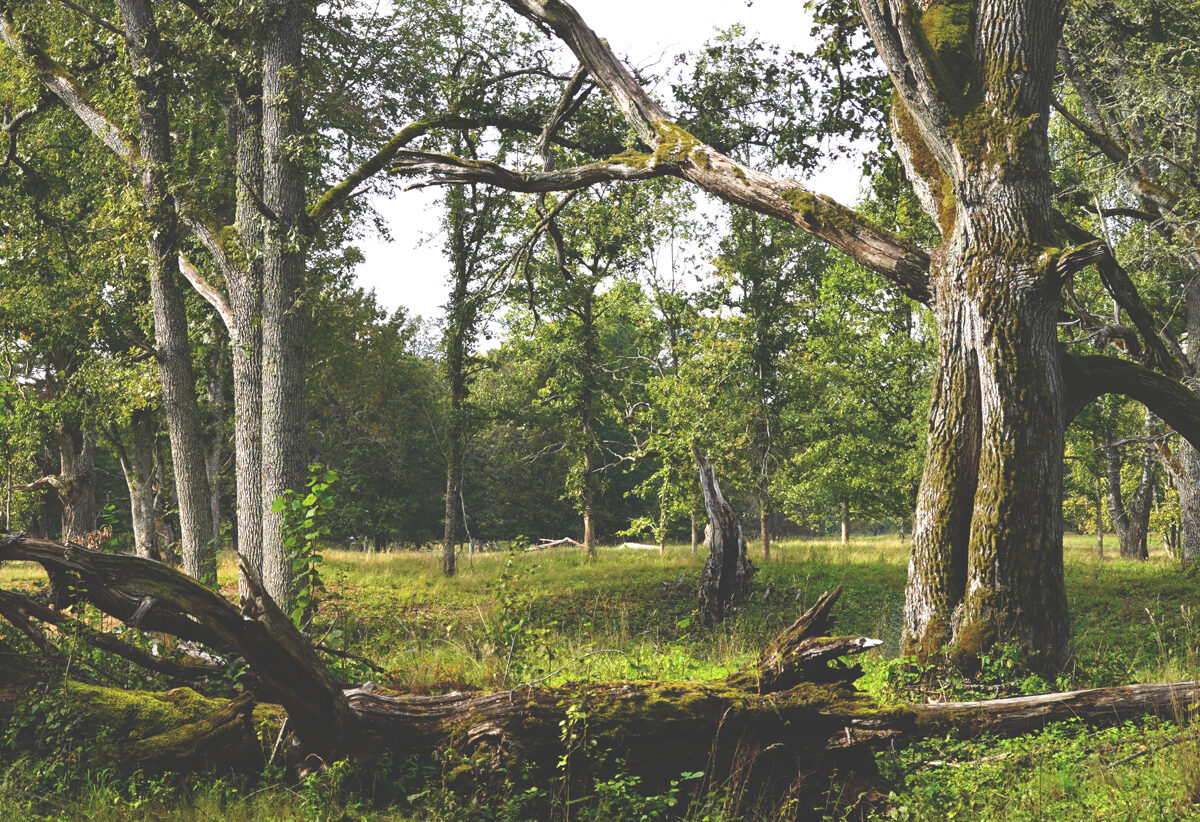 DSC04376_Unhide_Agroforestry_Silvopasture.jpg