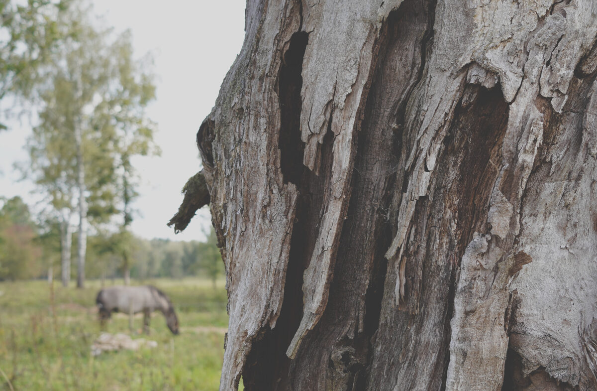 DSC04408_Unhide_Agroforestry_Silvopasture.jpg