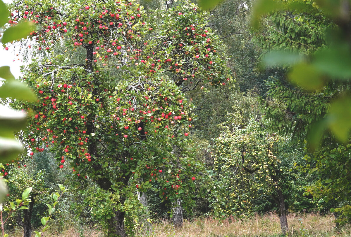 DSC04559_Unhide_agroforestry_latvia_Lici.jpg